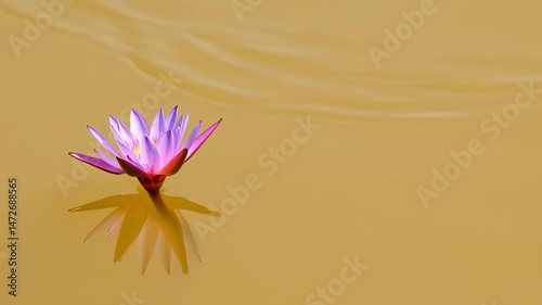  Delicate Pink Lotus Gently Floating On Warm Beige Water In Soft Light Animation