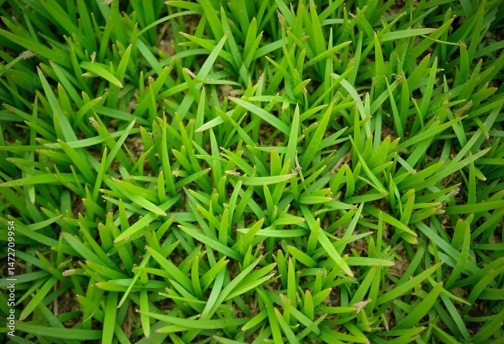 Green grass background, close-up shot, vibrant color, natural texture, uniform length, fresh and well-maintained , natural lighting, outdoor setting, lawn or field . Green grass background, close-up shot, vibrant color, natural texture, uniform length, fresh and well-maintained , natural lighting, outdoor setting, lawn or field .