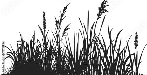 Silhouette of cattails and reeds. Wild grass on the river bank. Swamp coastal plants.