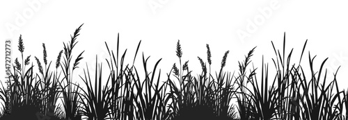 Silhouette of cattails and reeds. Wild grass on the river bank. Swamp coastal plants.