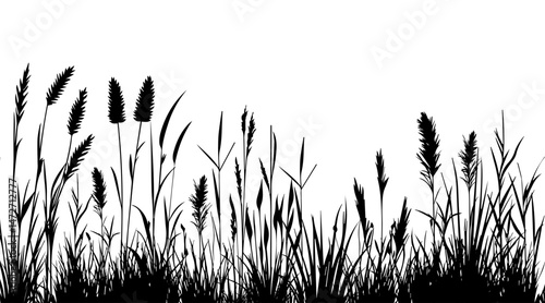 Silhouette of cattails and reeds. Wild grass on the river bank. Swamp coastal plants.