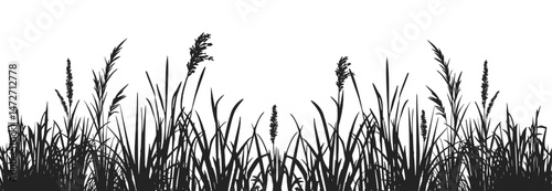 Silhouette of cattails and reeds. Wild grass on the river bank. Swamp coastal plants.
