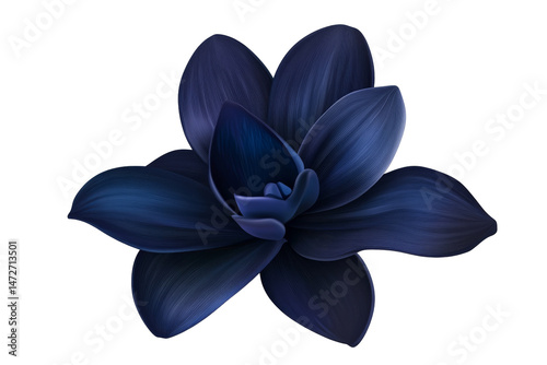 Elegant dark blue flower with smooth petals on clear bg