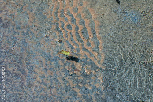 yellow leaf on the water	