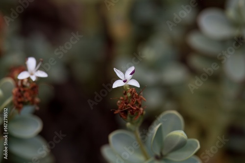 Flower of a thick-leaved speedwell, Hebe pinguifolia