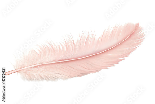 Soft pink feather lying flat on a transparent background