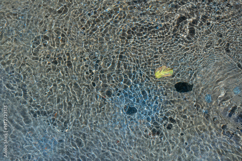 yellow leaf on the water	
