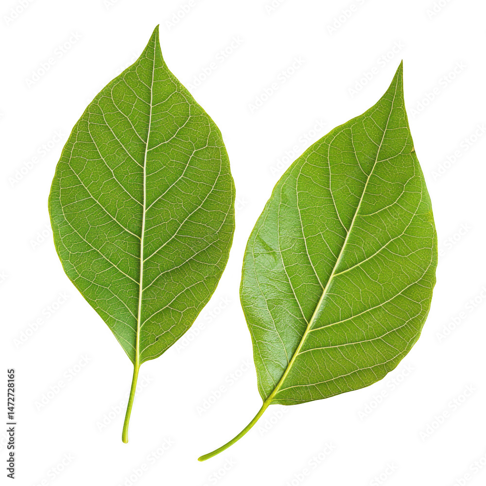 Obraz premium Two vibrant green leaves close up shot on transparent background