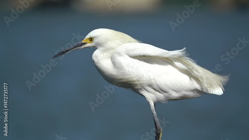 The little egret is a heron that lives in Brazil in Florianópolis