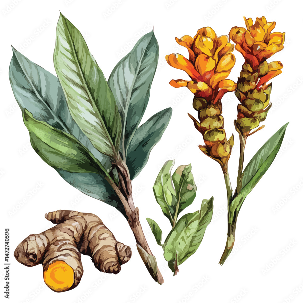 Obraz premium Turmeric root, cut-out illustration of healthy spice