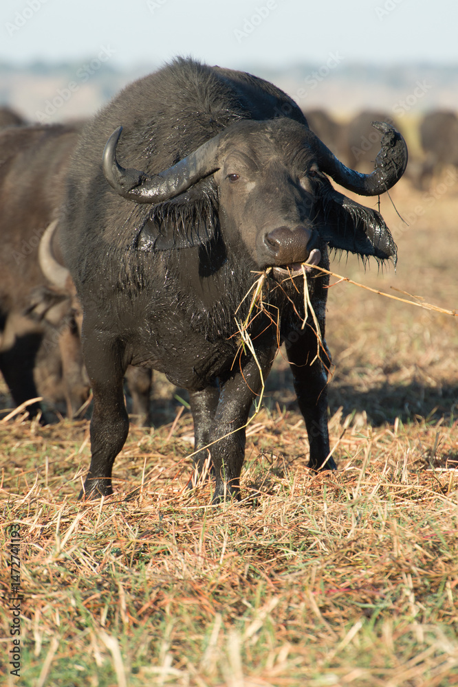 Obraz premium buffalo eation 