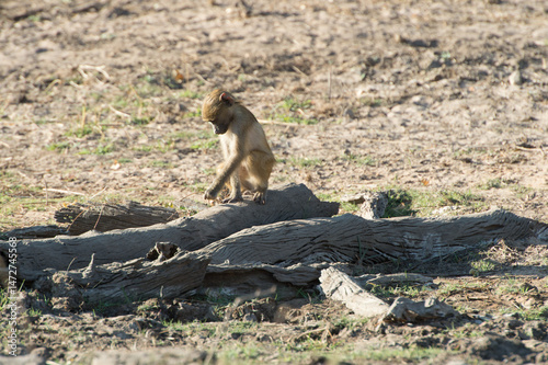 Wallpaper Mural monkeys Torontodigital.ca