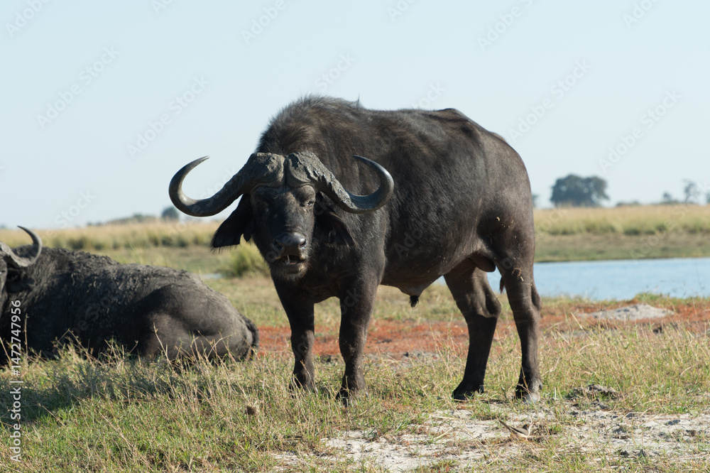 Obraz premium buffalo