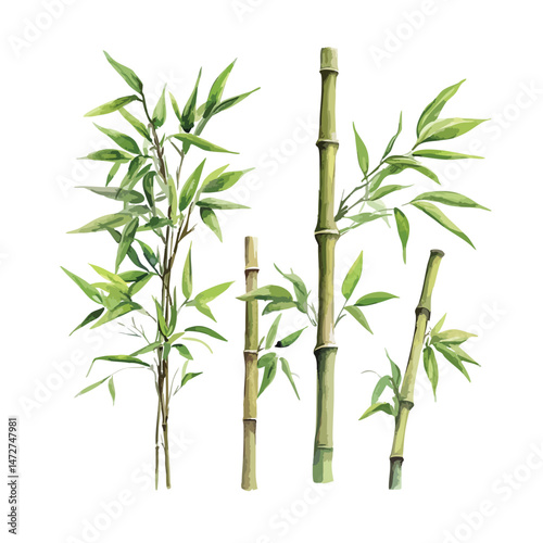 Drawing of four bamboo plants