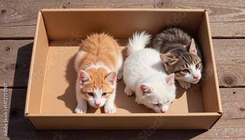 Three kittens sitting in a cardboard box