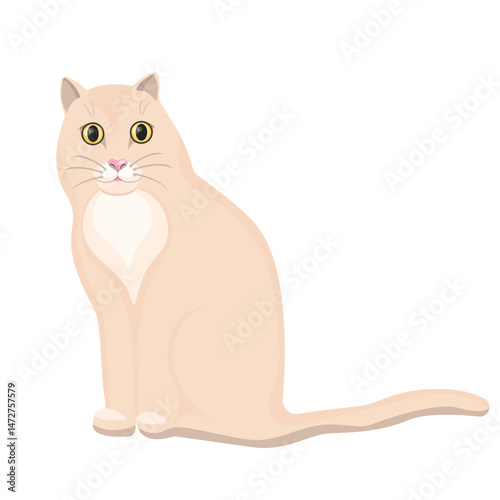 A peach-colored cat sits isolated on a white background.Vector illustration of a pet.