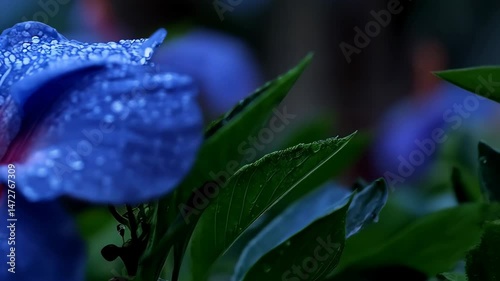 Close-up of a blue hibiscus flower with water droplets on petals, showcasing the vibrant pink stamen and green leaves in natural light.