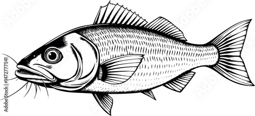 Vintage fish engraving with whiskers and fin detail white background