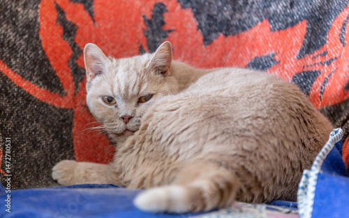 A British cat of light peach color lies comfortably in a chair on a blanket and looks with a sly look at the photographer.