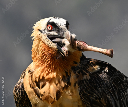 un poderoso quebrantahuesos en las montañas de los pirineos en españa