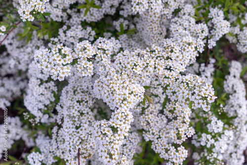 White spirea flowers on a sunny day.