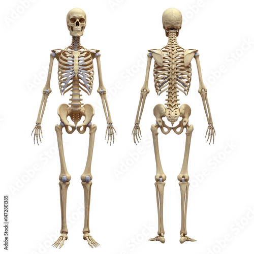 Human skeleton PNG, back and front of human skeleton on transparent background, human bones, anatomy skeleton, skeleton illustration, skeletal system, bone structure