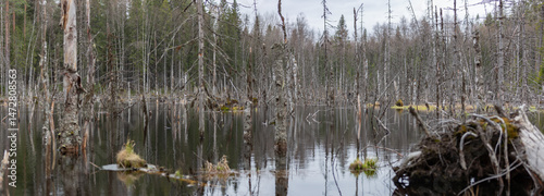 Panoramic view of a swampy water area with birch trees and stumps in a forest in the Leningrad region.