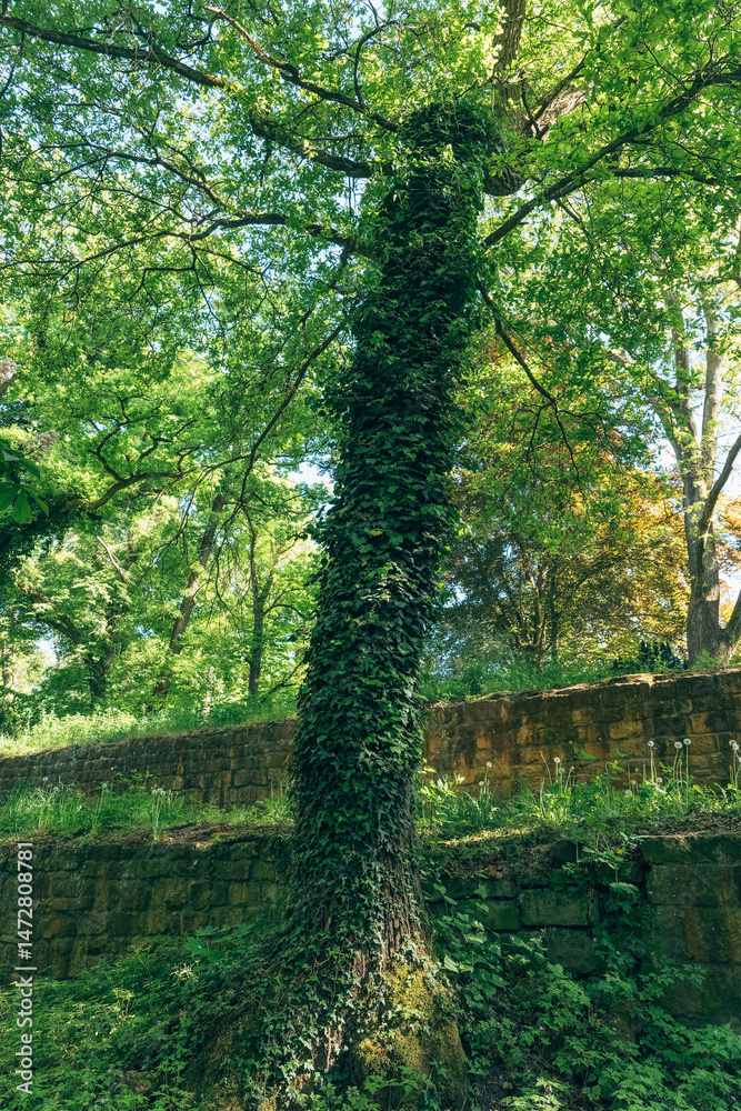 Obraz premium Lush greenery entwines a majestic tree in a tranquil forest oasis during a sunlit afternoon