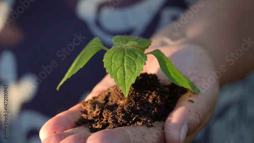 Close up of gardener showing small green sapling tree with soil in hands. Hiding young sprout in palms of her hands, woman opens hand and we see seedling illuminated by sun. Taking care wild nature