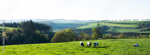 black and white spotted beef cows in green meadow with yellow spring flowers under blue sky in eislek