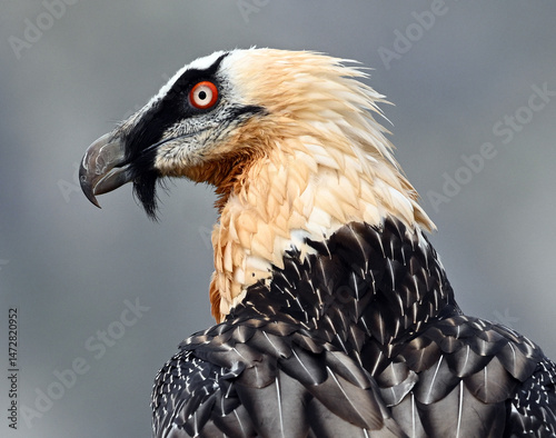 A portrait of bearded vulture in spain