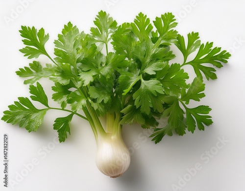 fresh chervil herb bulb with curly bright green leaves on a white background a delicate and flavorful addition to culinary dishes