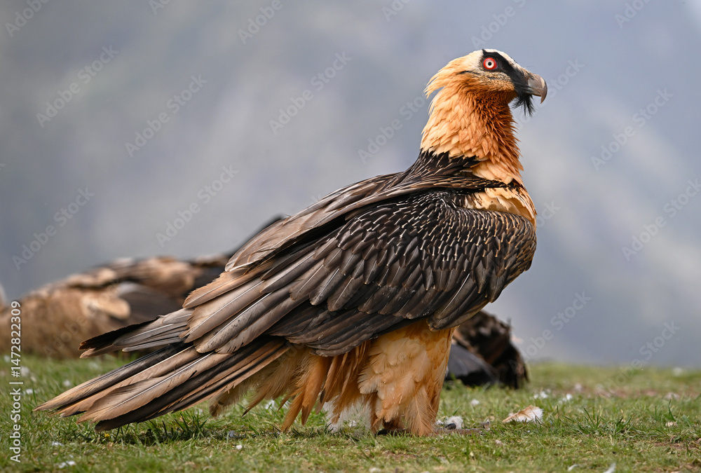 Fototapeta premium a majestic bearded vulture in the mountain in spain