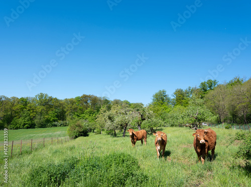 brown cow and calves in orchard near meadow in south luxemburg