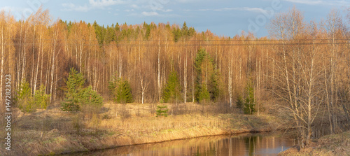 Panoramic view of the forest during sunset during the golden hour in the Leningrad region on the Kapsha River