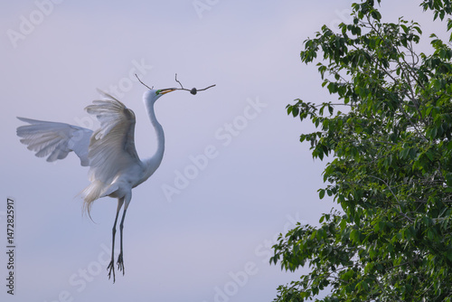 Great egret with breeding plumage flies to top of tree with twig for nest.