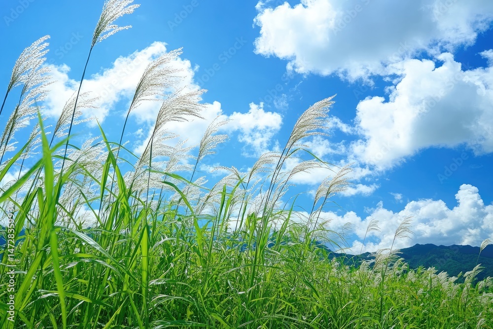 Fototapeta premium Lush grass field under a vibrant sky
