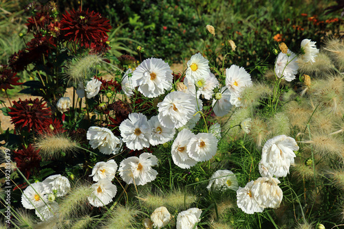 Cluster of Cosmos Bipinnatus or cupcake flowers