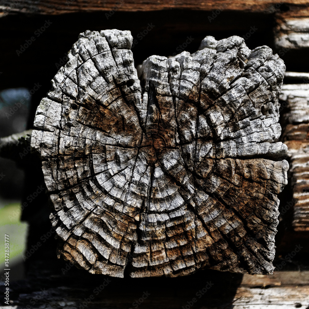 Obraz premium drewno