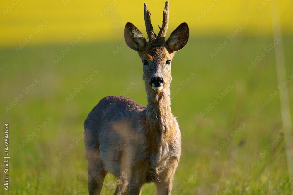 Fototapeta premium A male roe deer with small horns looks straight into the lens (close-up). Yellow-green background. The roe deer (Capreolus capreolus), also known as the western roe deer, is a species of deer.
