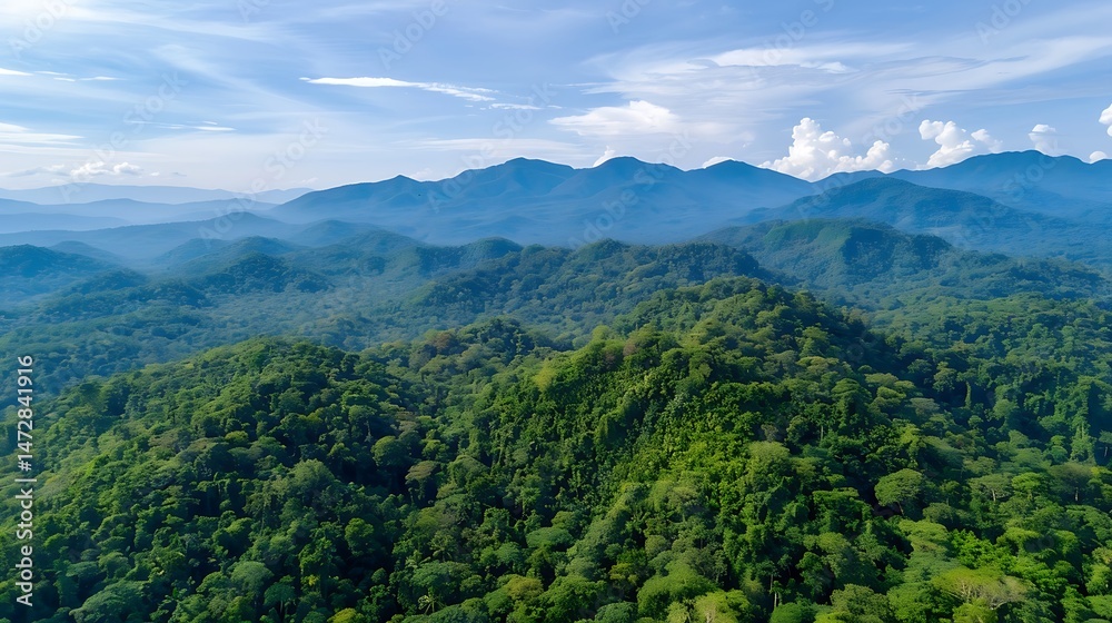 Obraz premium A Tranquil Walk Through the Lush Green Forest: Embracing Nature’s Calm and Environmental Beauty
