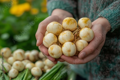 Hands holding freshly harvested white radishes with green leaves in the background