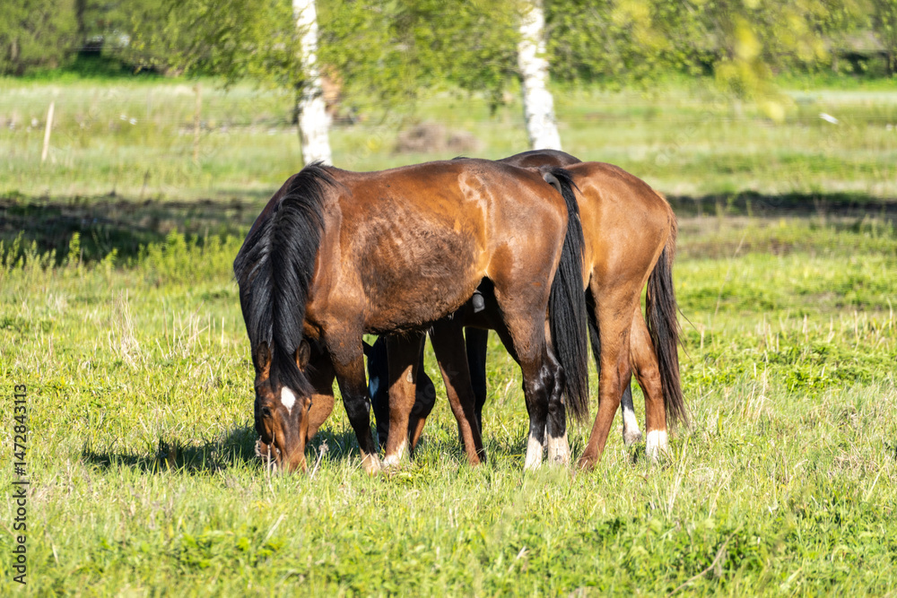 Fototapeta premium Two Brown Horses Grazing Peacefully on a Green Meadow in Countryside During Sunny Spring Day