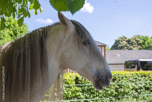 Power and Beauty – Horse in Partial View