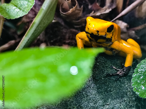 Golden poison frog endemic from the rainforests of Colombia. Phyllobates terribilis.