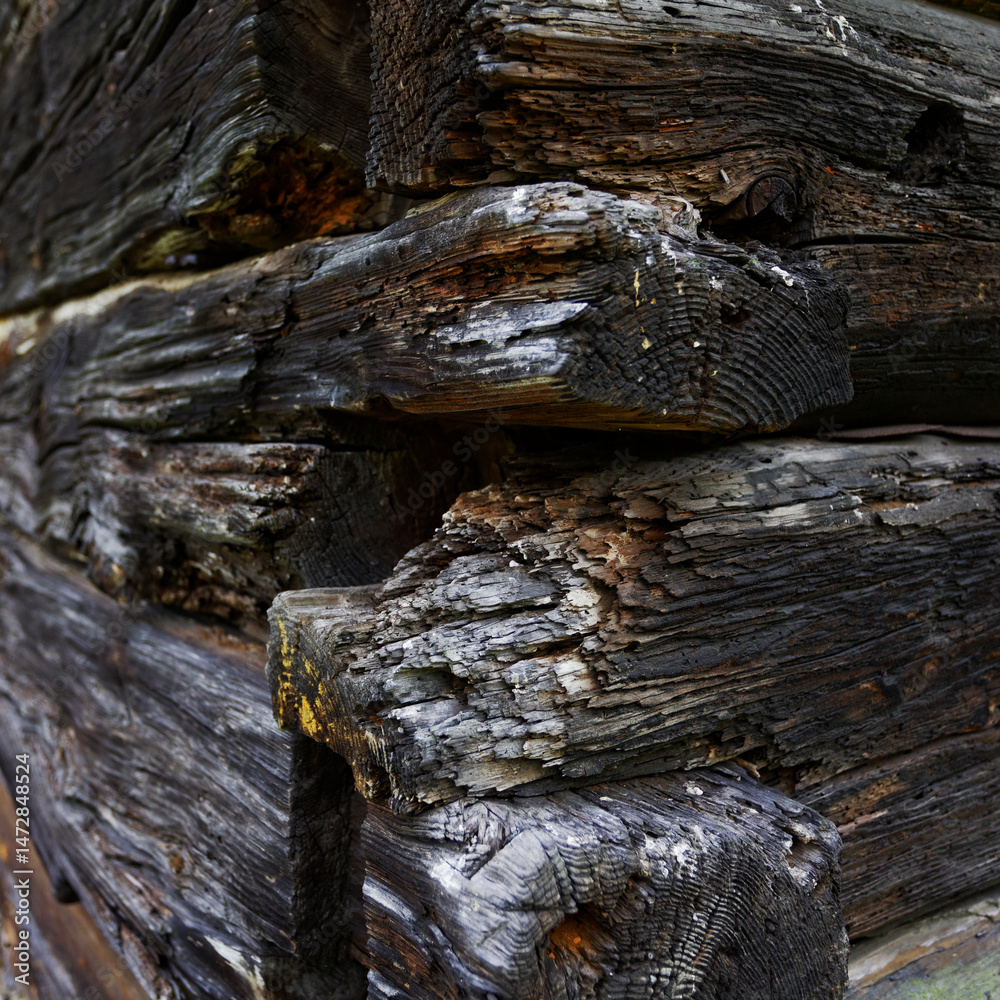 Obraz premium drewno