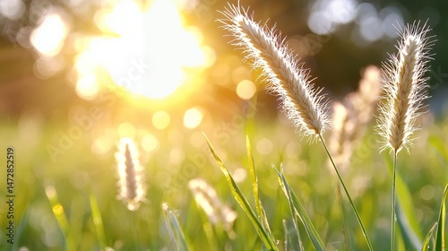 Wheat Grass in Sunlight
