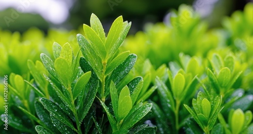 Fresh Green Leaves Glisten With Rain Droplets in a Lush Garden During a Brigh...