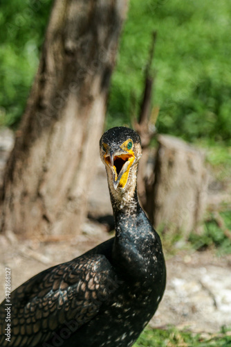 Isolation. Cormorant poses for camera for amazed crowd at zoo