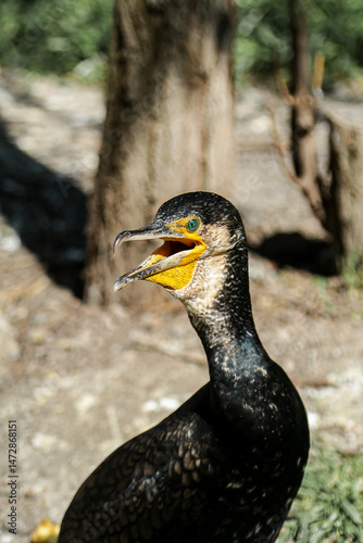 Isolation. Cormorant poses for camera for amazed crowd at zoo